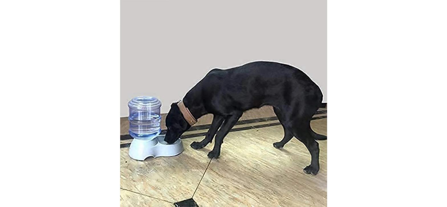 Automatic Pet Water & Food Dispenser – dog drinking from the water bowl at home